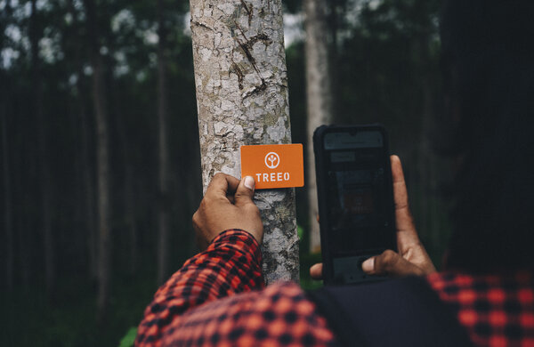 A person holding a phone with the TREEO tree-scanning app and the TREEO card, measuring a tree's diameter at breast height (DBH).