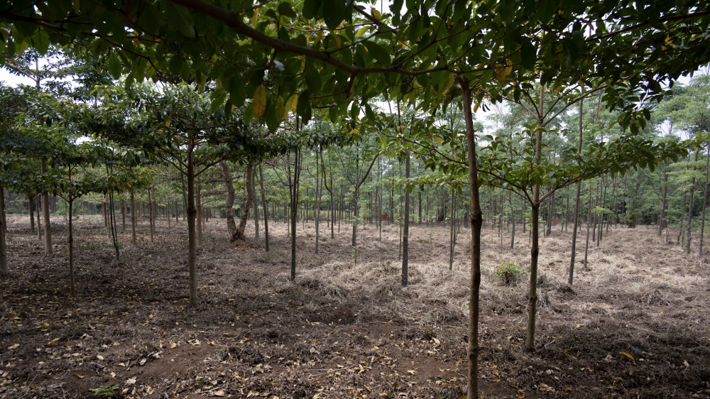 One of the Fairventures test fields near Hoima, Uganda